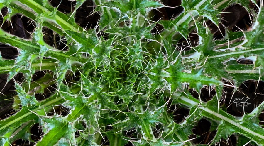 The body of the purple thistle is made up of multiple rings of spiked leaves.