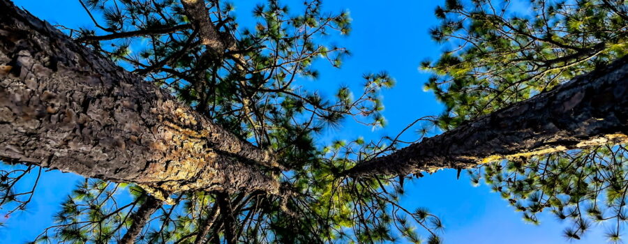 A group of pine trees converge together as they reach the sky.