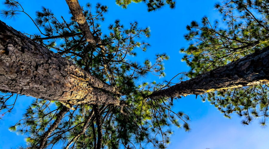 A group of pine trees converge together as they reach the sky.