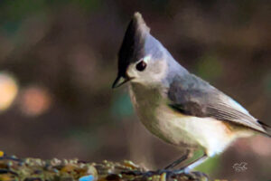 A tufted titmouse has to decide which seed to eat at the feeding station.