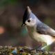 The Interesting Tufted Titmouse is a Full Time Florida Resident