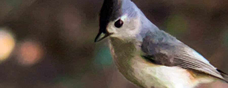 A tufted titmouse has to decide which seed to eat at the feeding station.