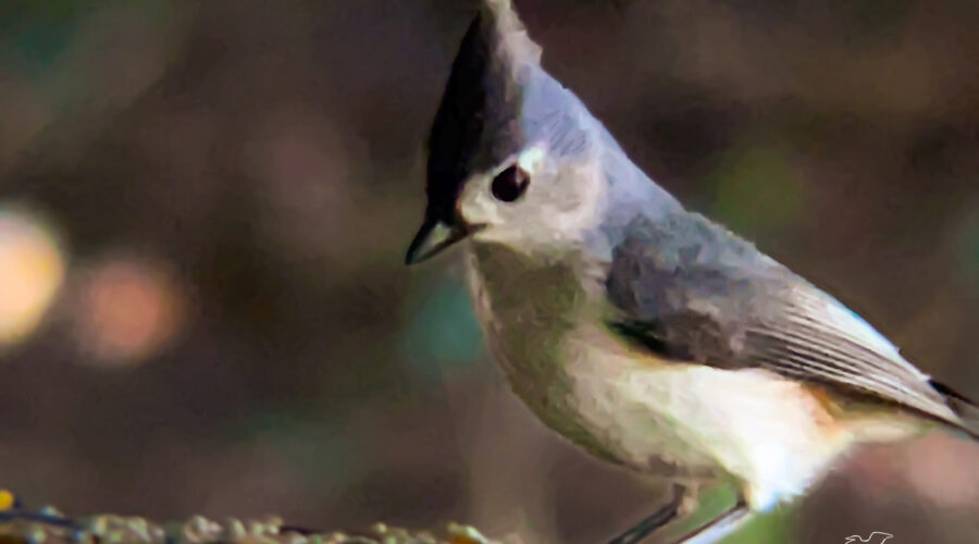 A tufted titmouse has to decide which seed to eat at the feeding station.