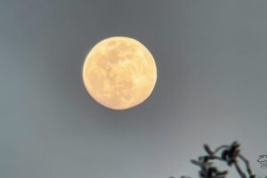 The full moon in early February was quite pretty as it was rising up above the trees.
