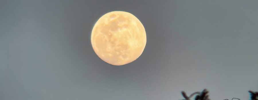 The full moon in early February was quite pretty as it was rising up above the trees.
