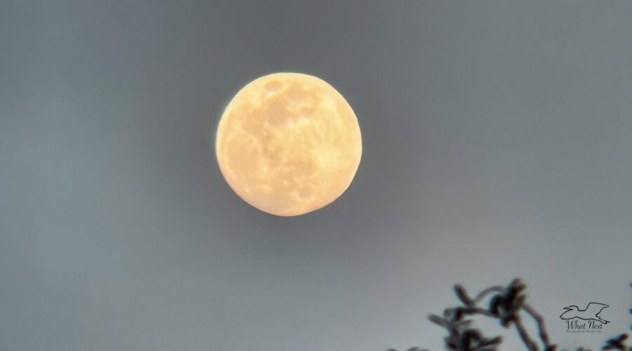 The full moon in early February was quite pretty as it was rising up above the trees.