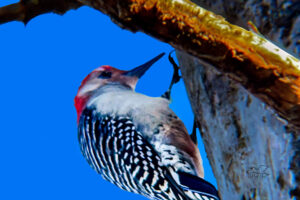 A red bellied woodpecker bangs holes in a long dead pine tree looking for insects to eat.