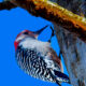 The Red Bellied Woodpecker is Great at Being an Insectivore