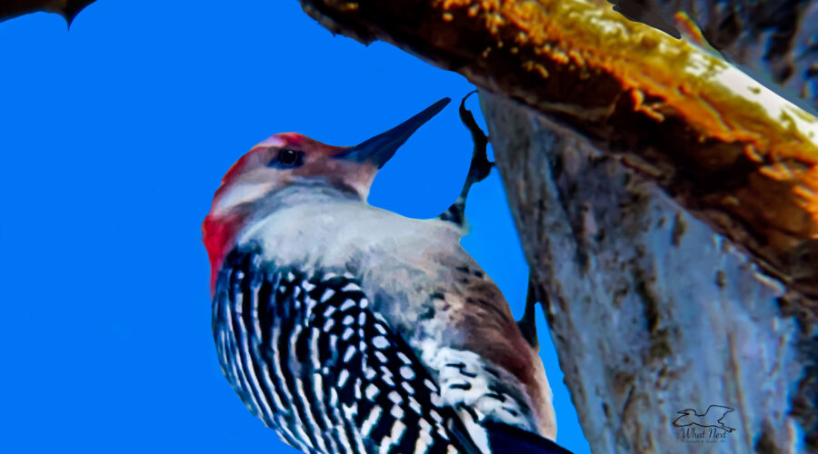 A red bellied woodpecker bangs holes in a long dead pine tree looking for insects to eat.