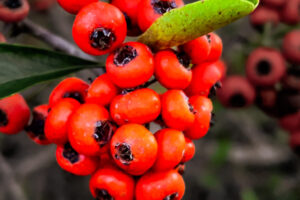 The fiery, red berries are part of what gives Chinese firethorn its name.