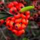 Chinese Firethorn has Bright Red Berries that Birds Love
