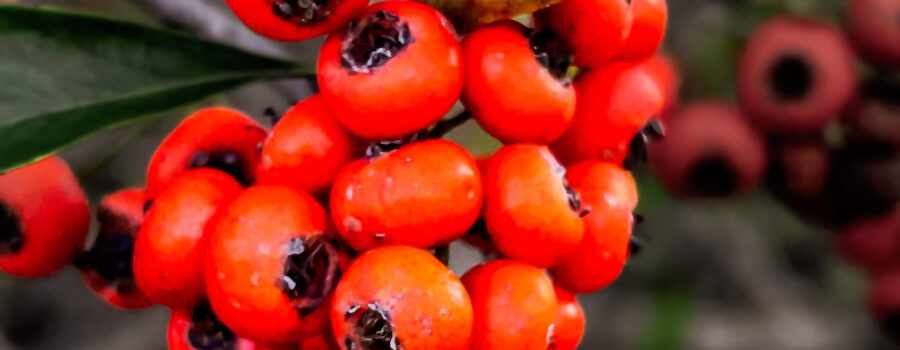 The fiery, red berries are part of what gives Chinese firethorn its name.