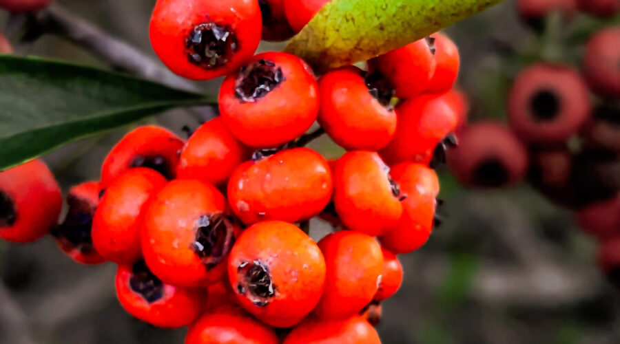 The fiery, red berries are part of what gives Chinese firethorn its name.