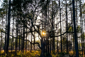 The late afternoon sun shines through the pines and an old live oak in the central Florida woodlands.