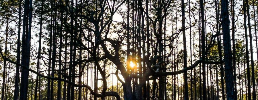 The late afternoon sun shines through the pines and an old live oak in the central Florida woodlands.