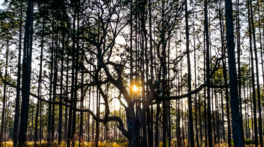 The late afternoon sun shines through the pines and an old live oak in the central Florida woodlands.
