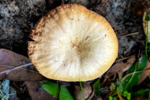 Scurfy twiglet mushrooms are common in the southeastern United States during wi ter months.