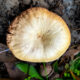 The Scurfy Twiglet Mushroom is an Interesting Winter Fungus