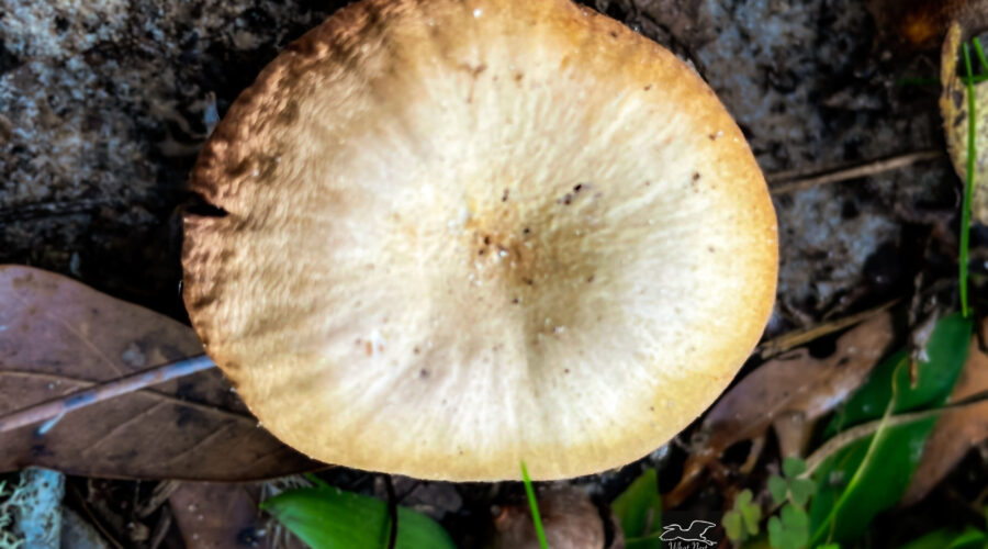 Scurfy twiglet mushrooms are common in the southeastern United States during wi ter months.