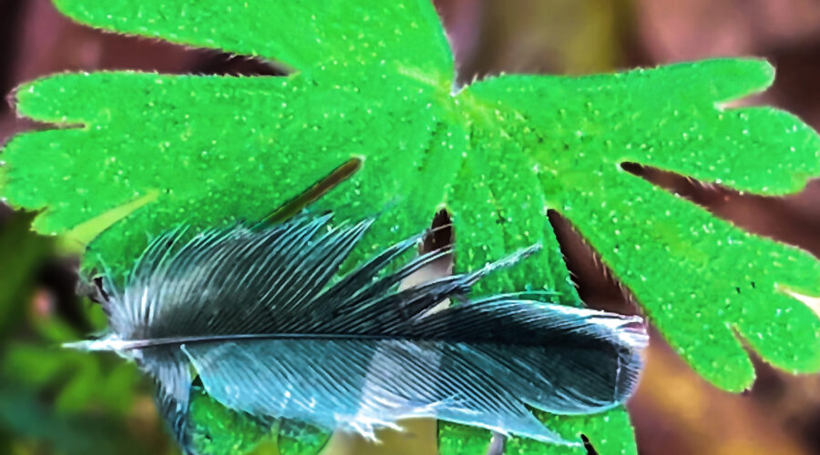 A small feather, dropped on a leaf in the Forest is the only sign that a little bird was here.