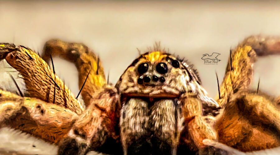 A closeup of a wolf spider shows all eight of its lovely eyes.
