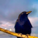 The American Crow is One Intelligent and Observant Bird