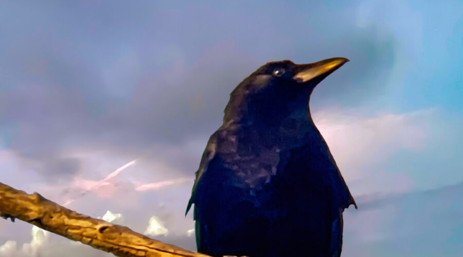 An American crow is perched in a great vantage point to watch the area where he lives.