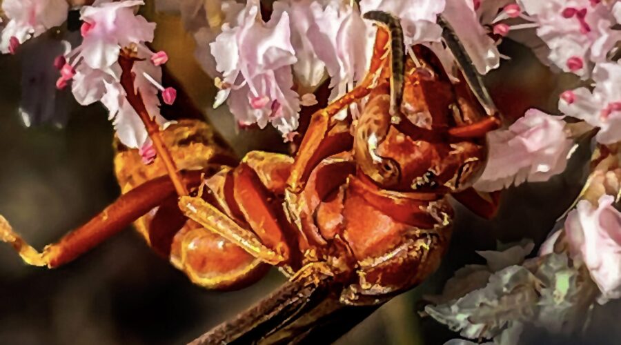 A red paper wasp hangs with its bottom up and it drains the nectar from a tamarisk flower.