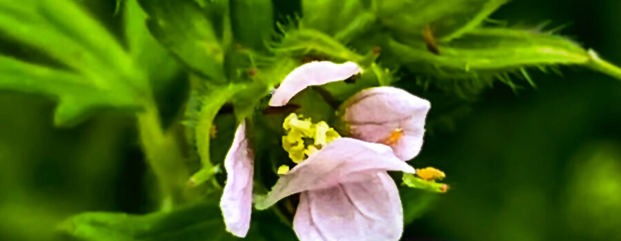 A side view of the beautiful Carolina geranium shows it’s pink petals and yellow stamens.