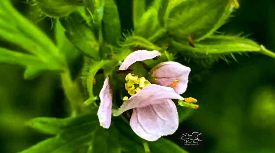 A side view of the beautiful Carolina geranium shows it’s pink petals and yellow stamens.