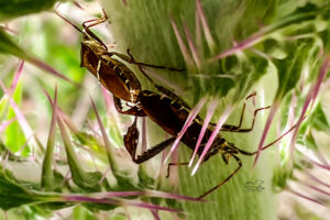A male and female leaf-footed bug are paired while breeding.