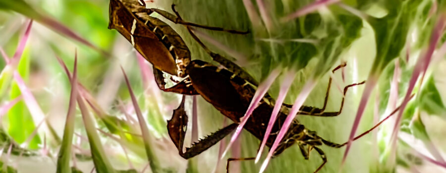 A male and female leaf-footed bug are paired while breeding.