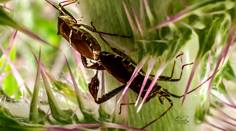 A male and female leaf-footed bug are paired while breeding.