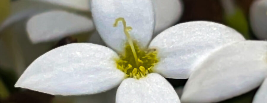 Roundleaf bluet forms blankets of flowers near the ground.