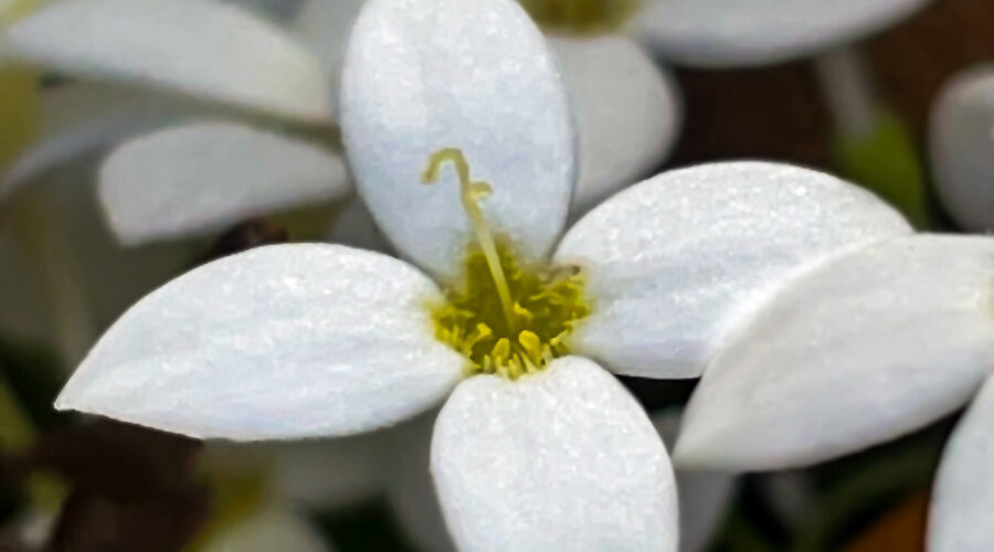 Roundleaf bluet forms blankets of flowers near the ground.