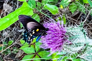 The pipevine swallowtail butterfly is also known as the blue swallowtail.