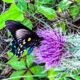 The Pipevine Swallowtail is a Beautiful Spring Butterfly