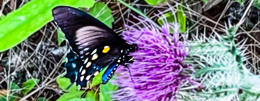 The pipevine swallowtail butterfly is also known as the blue swallowtail.