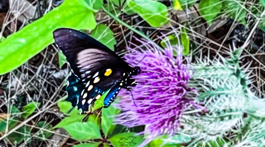 The pipevine swallowtail butterfly is also known as the blue swallowtail.