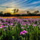 A Field Full of Phlox Flowers is Quite Beautiful