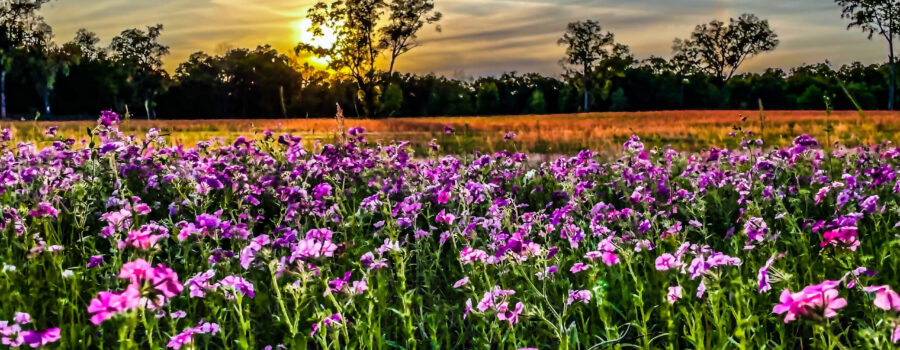 An open field full of phlox flowers is a beautiful sight.