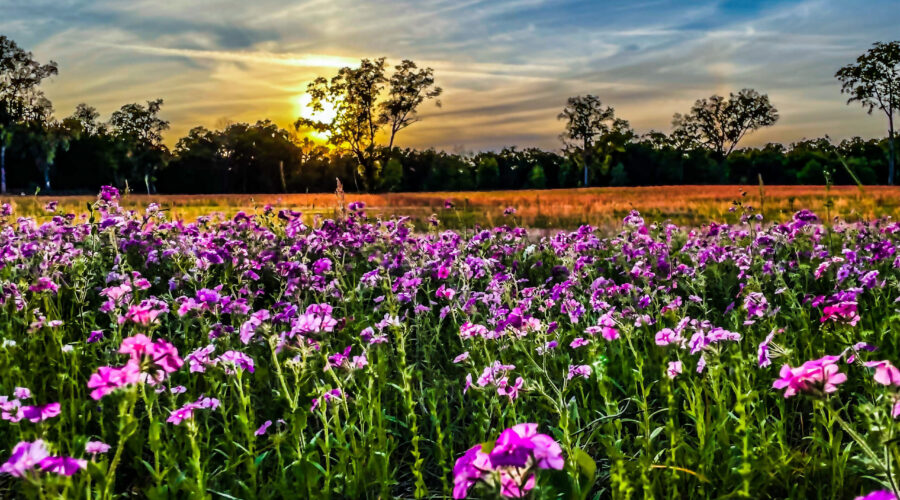 An open field full of phlox flowers is a beautiful sight.