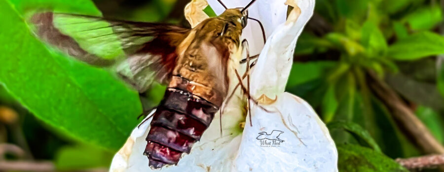 A hummingbird clearwing moth feeds from a white azalea flower.