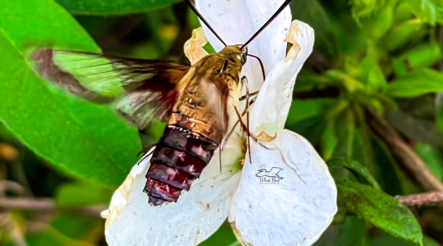 A hummingbird clearwing moth feeds from a white azalea flower.