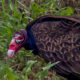 Turkey Vultures are Interesting Members of Nature’s Cleanup Crew
