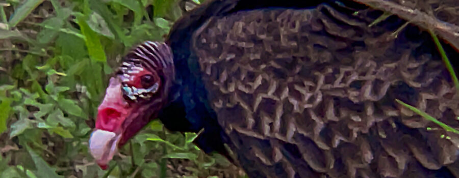 A turkey vulture looks up intently between bites as it feeds.
