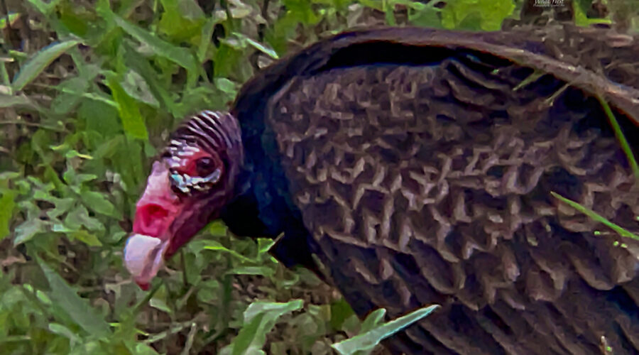 A turkey vulture looks up intently between bites as it feeds.