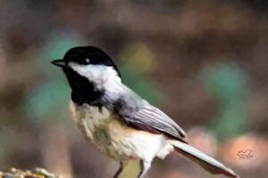 A Carolina chickadee looks over the offerings at a feeding station.