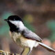 The Carolina Chickadee is an Interesting and Adorable Little Bird