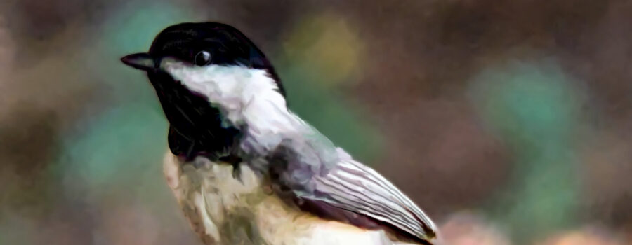 A Carolina chickadee looks over the offerings at a feeding station.